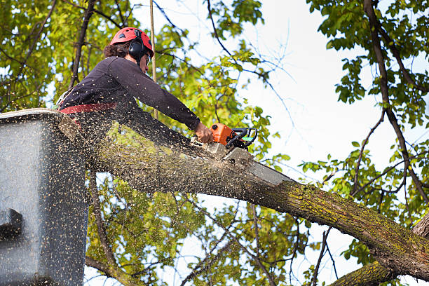 Dana Point, CA Tree Service Company